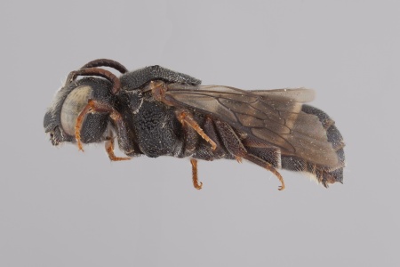 [Ensliniana male (lateral/side view) thumbnail]